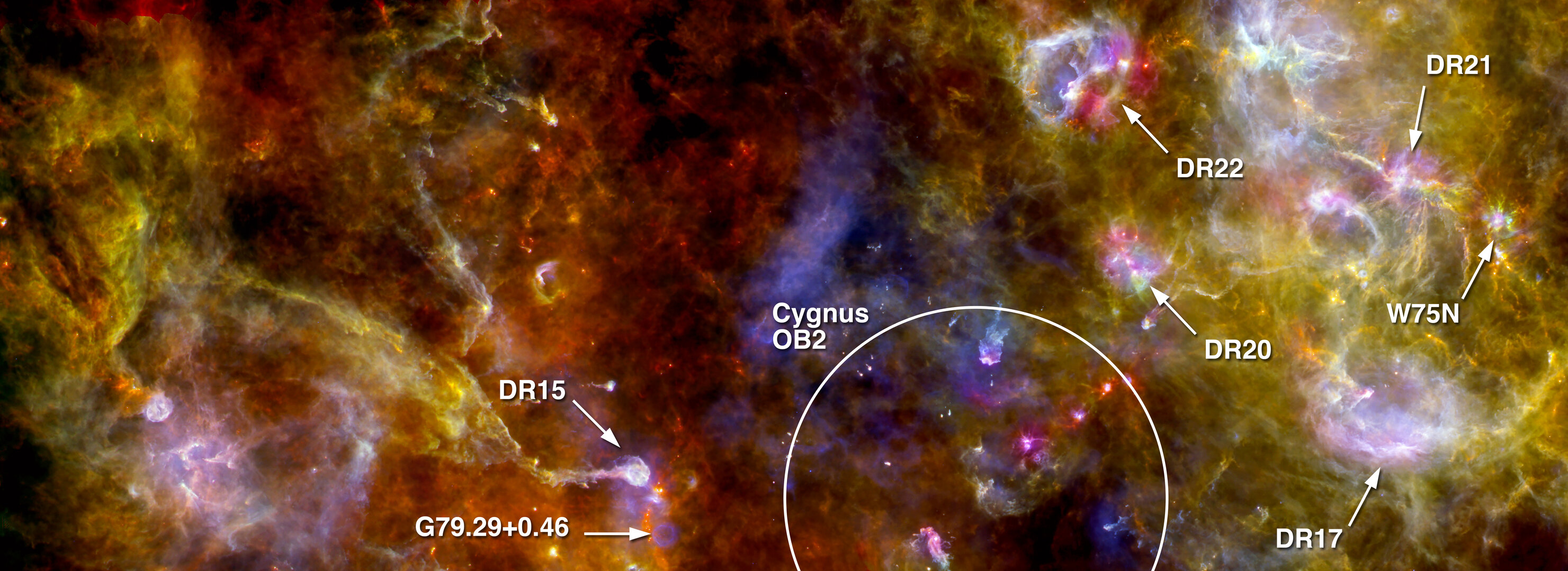 Herschel’s swan, annotated