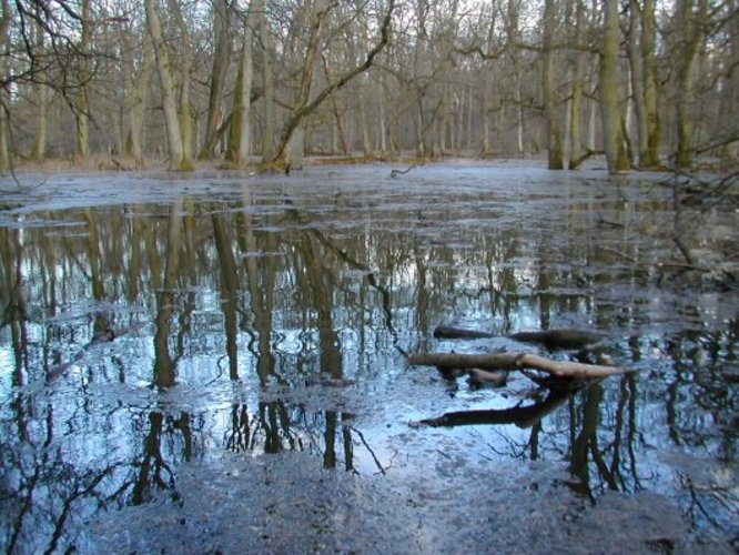 Flooded forest, Czech Republic