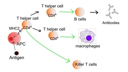 Activation of T-cells in the immune system