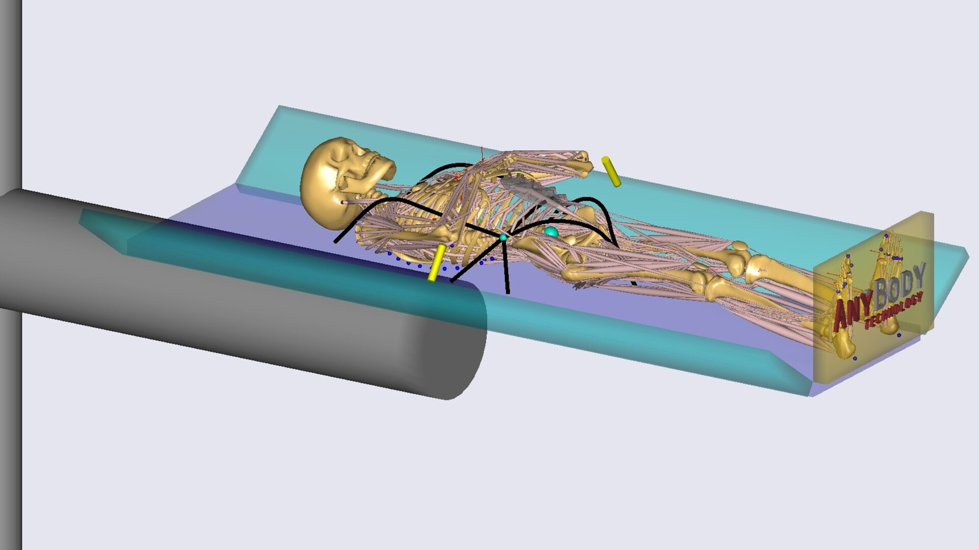 AnyBody musculo-skeletal model on human centrifuge