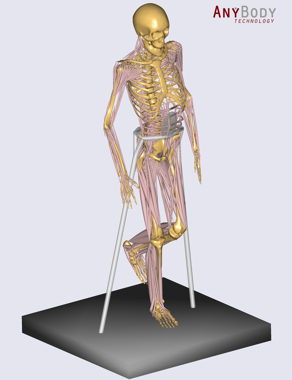 AnyBody musculo-skeletal model on microgravity treadmill
