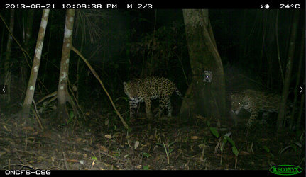 Jaguars photographiés au Centre Spatial Guyanais