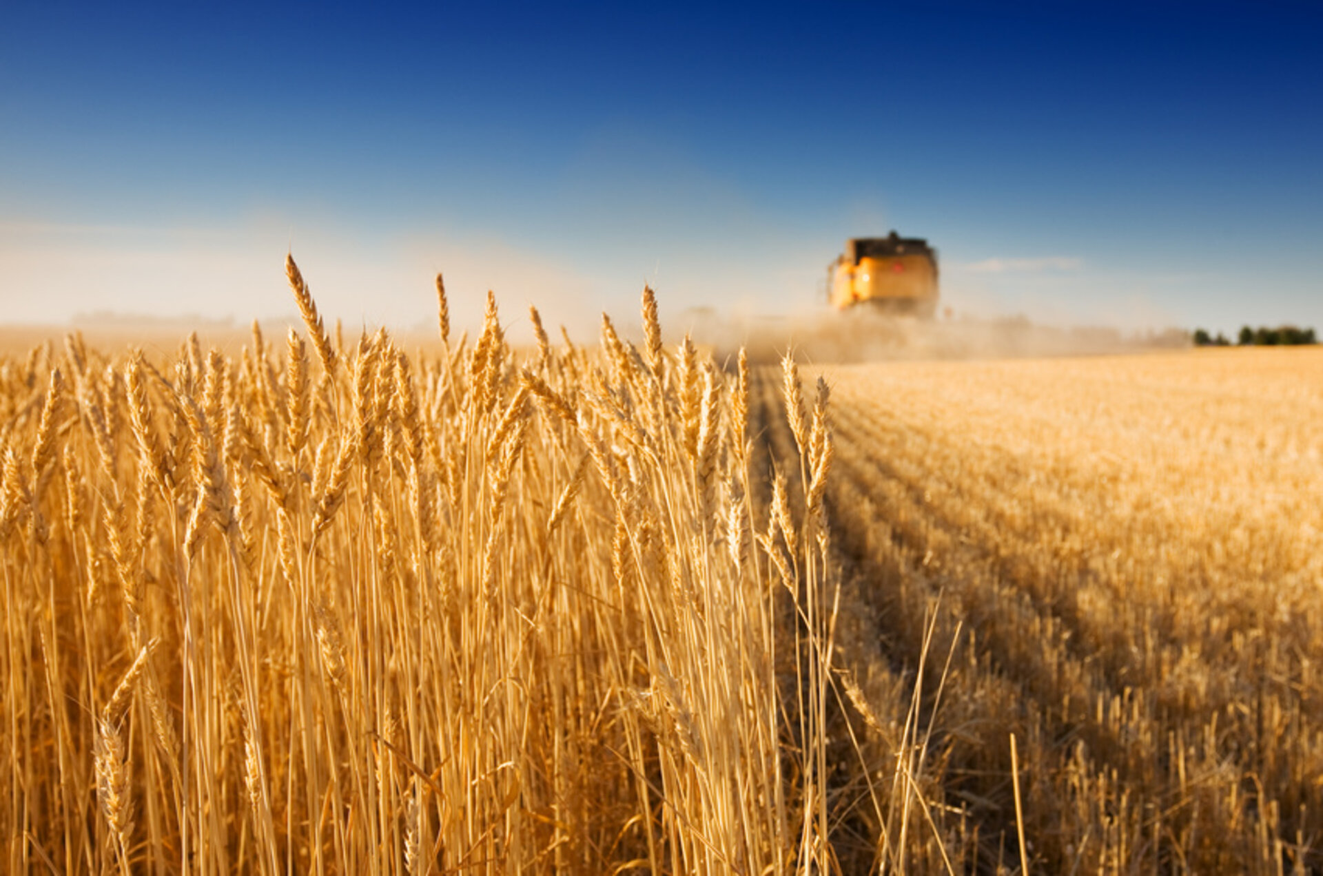 ESA - Wheat field