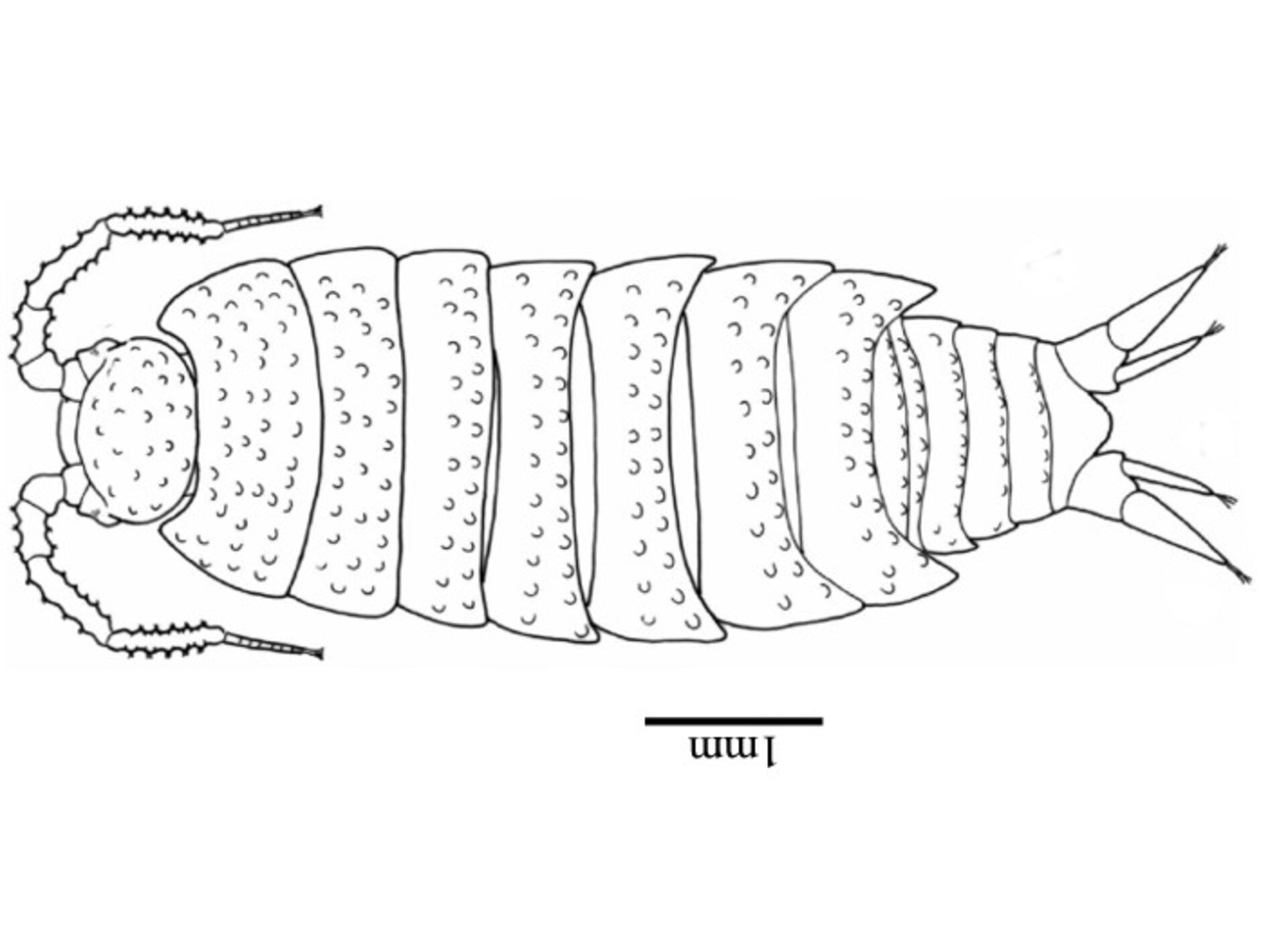 Alpioniscus thanit 