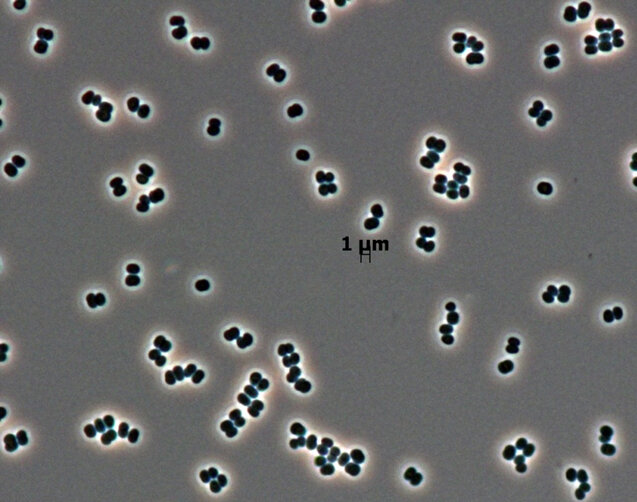 Bacterial species found in ESA and NASA cleanrooms