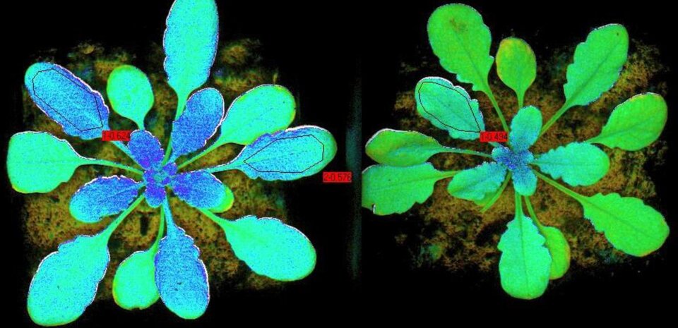 Fluorescence in laboratory