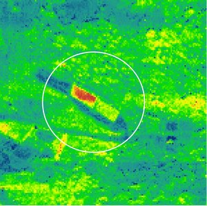 Vegetation under stress