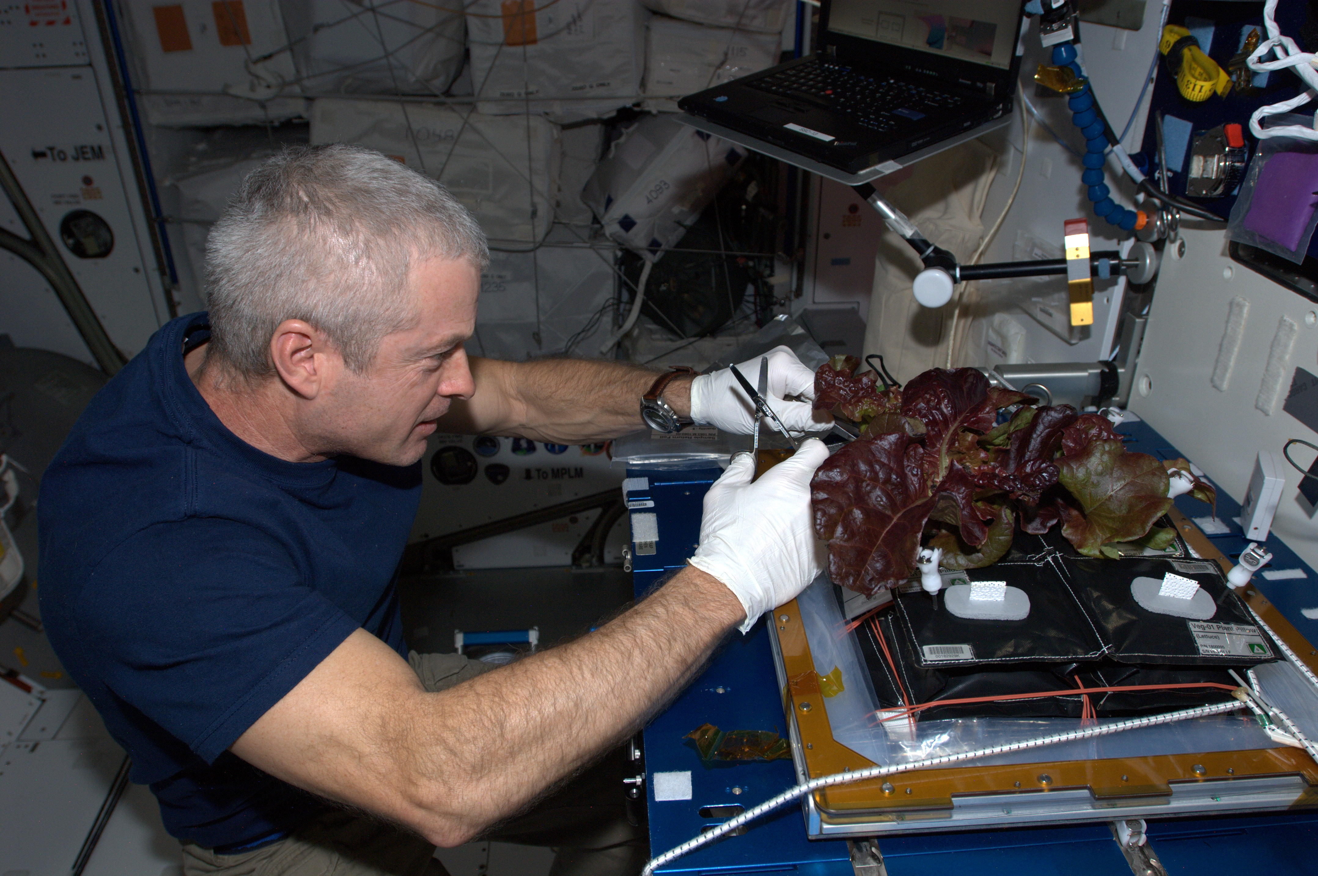 Какой овощ вырастили на космической станции. Исследования на космической станции. Эксперименты в космосе. Опыты на МКС. Опыты на космической станции.