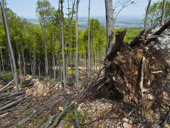 Forest damage