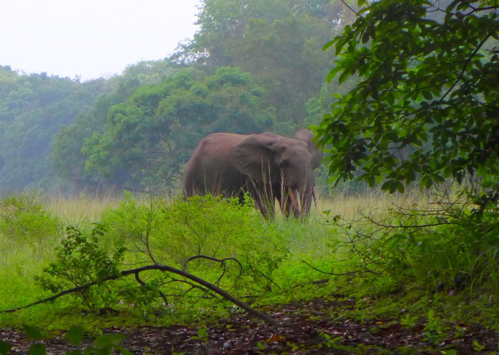 Forest elephant