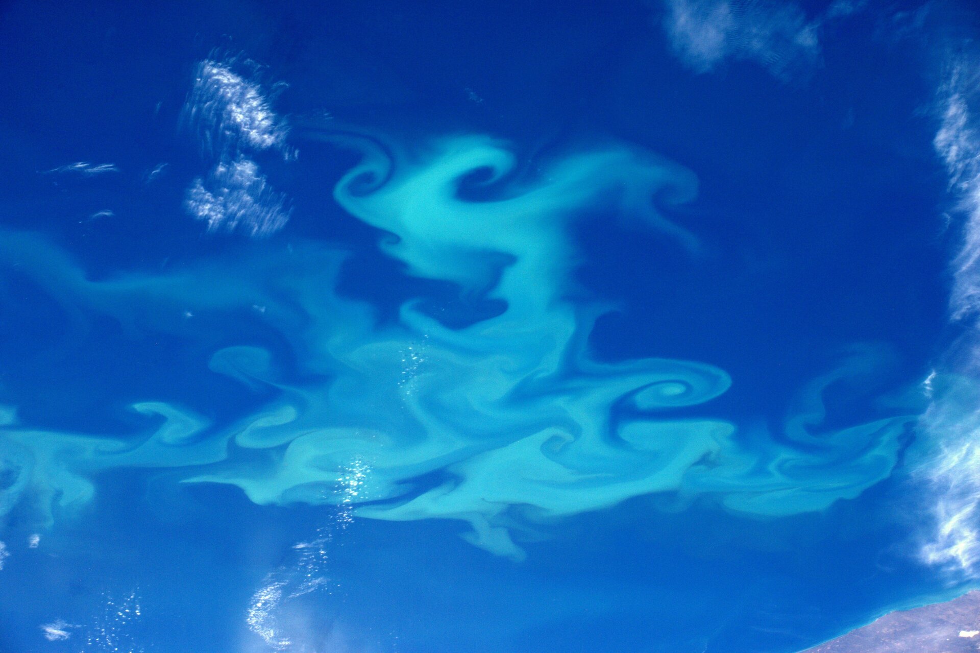 Swirling plankton