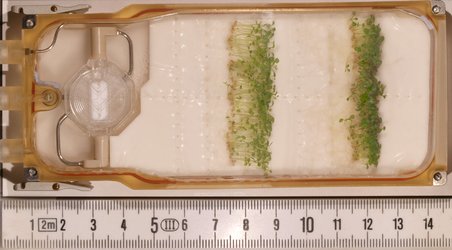 Arabidopsis seedlings grown in space