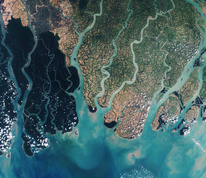 Sundarbans web