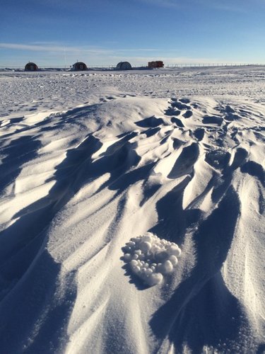 Antarctic tumbleweeds