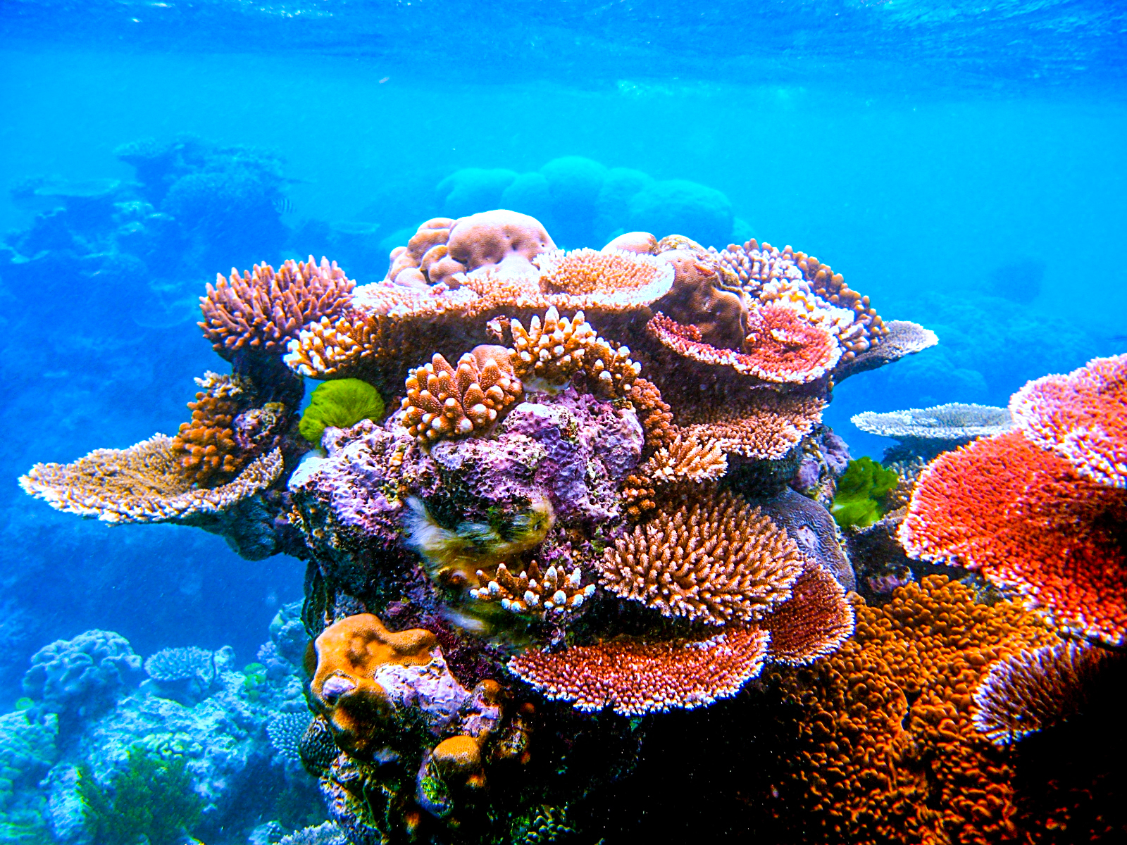 How Many Different Types Of Plants Are There In The Great Barrier Reef ...