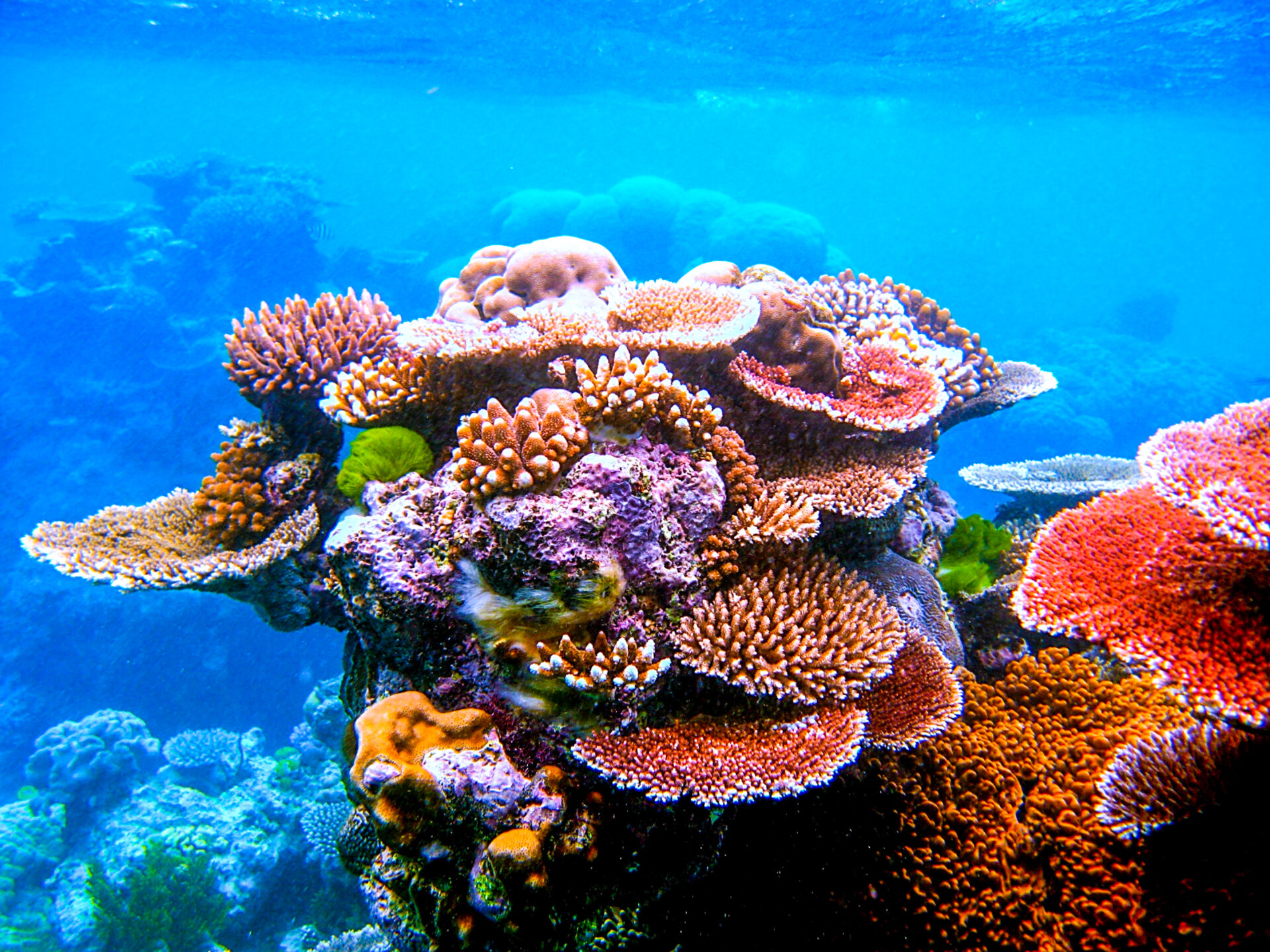 The Great Barrier Reef is home to hundreds of types of coral