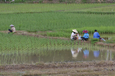 Rice agriculture