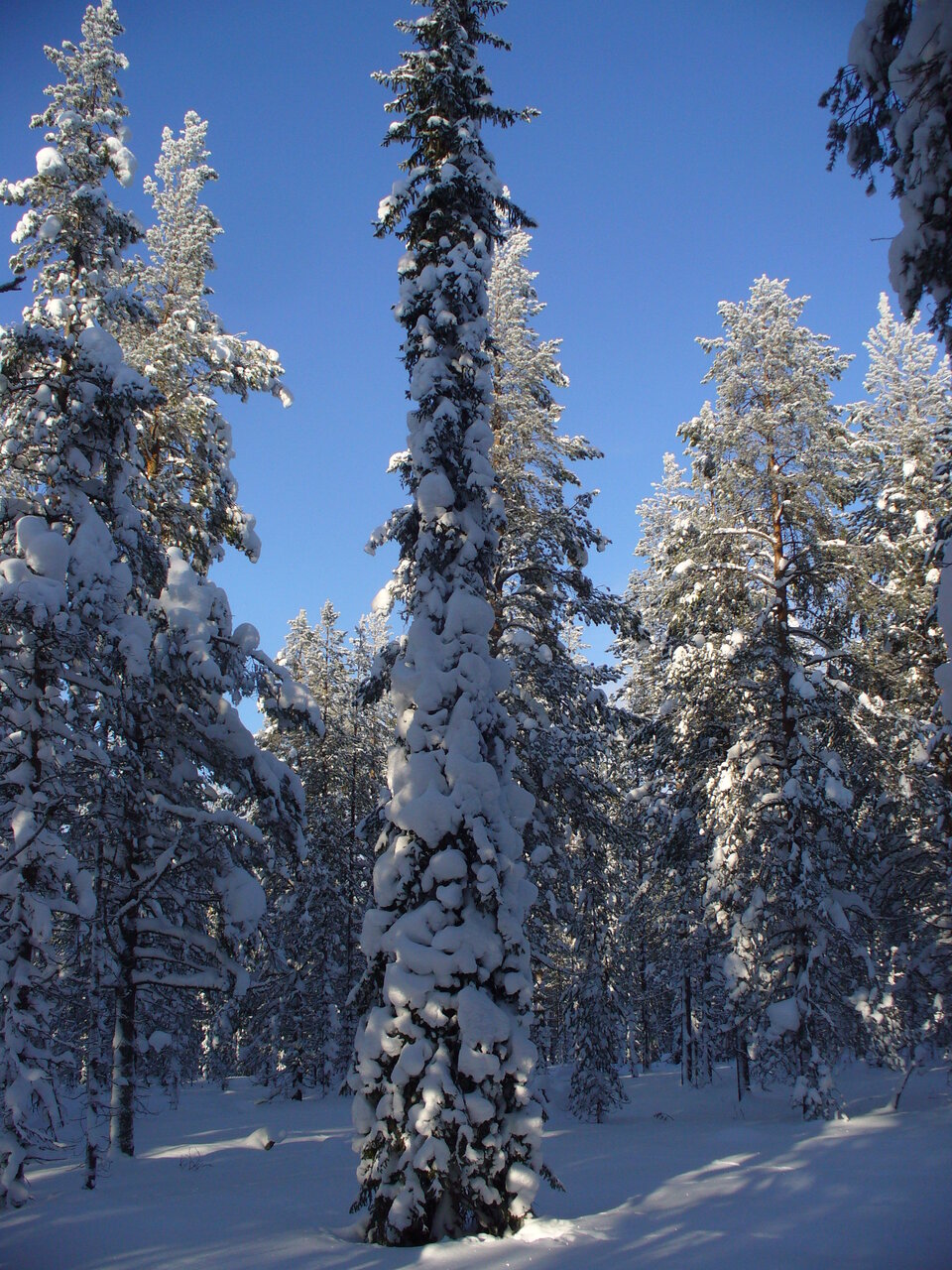 Snow-covered boreal forest