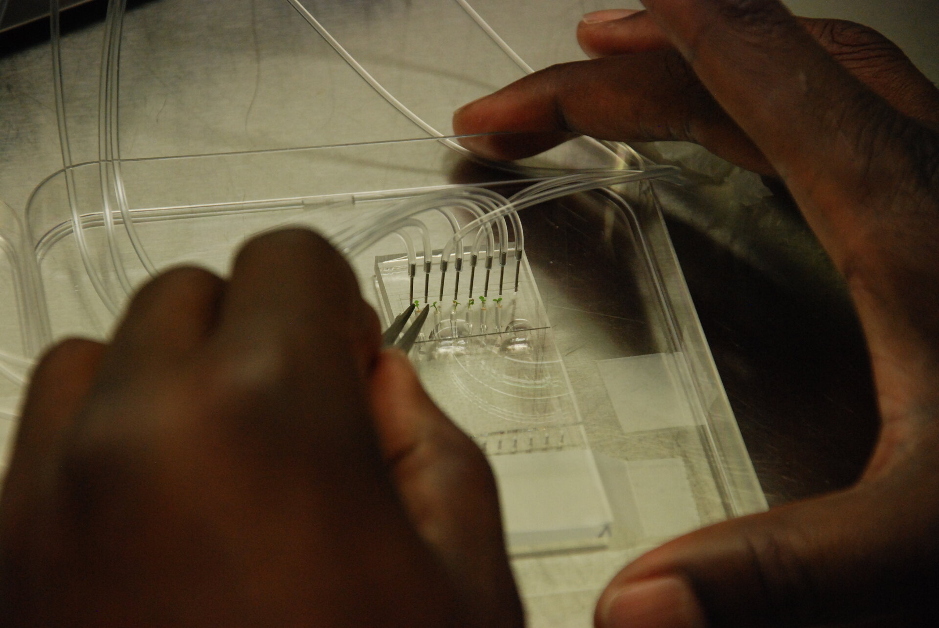 Seeds on a chip