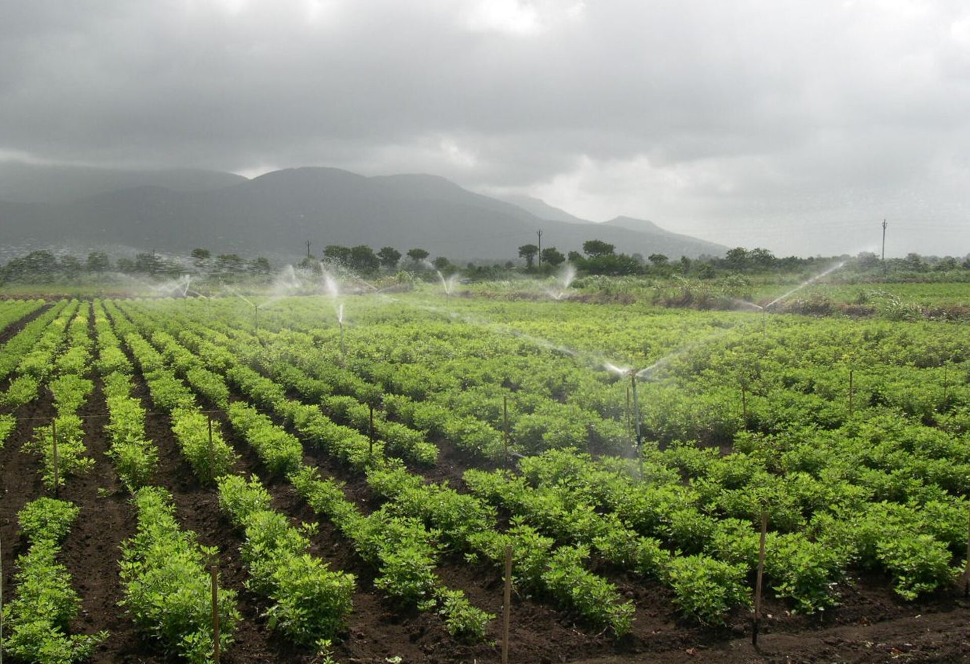 Watering crops