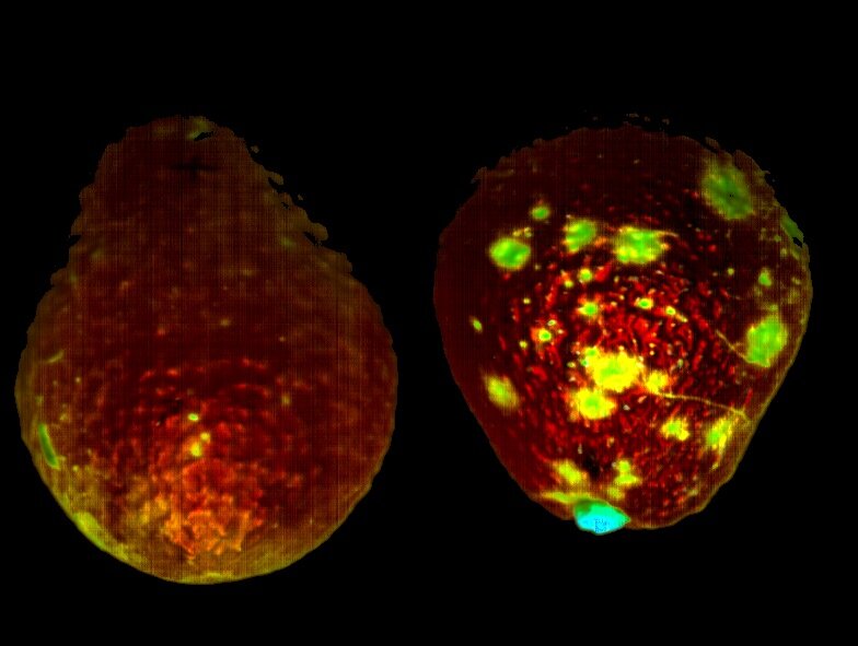 Hyperspectral picture of avocados