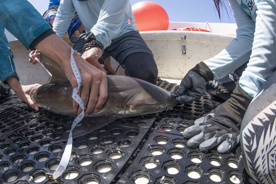 A Caribbean reef shark is measured on deck