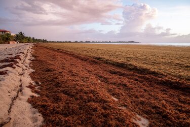 Sargassum seaweed