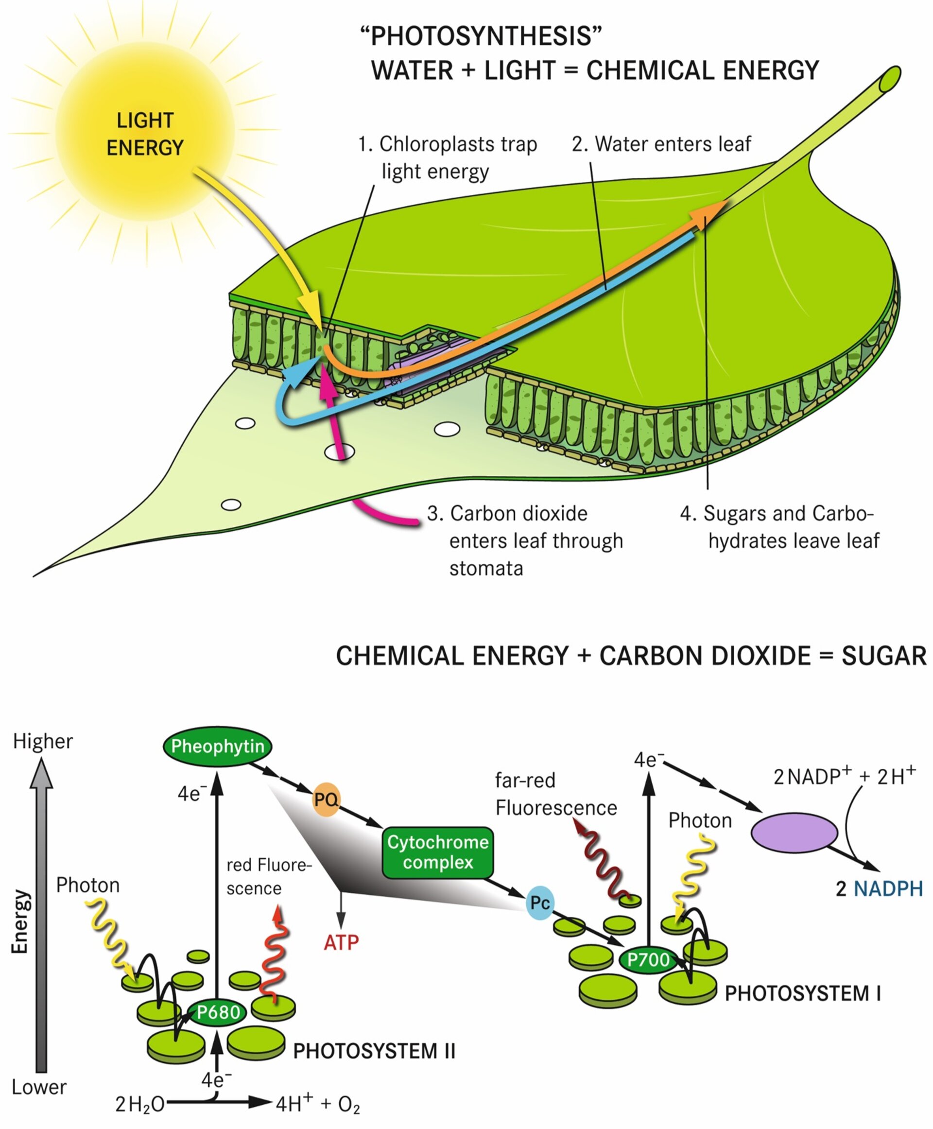 Download Diagram Showing Process Of Photosynthesis With Plant And Cells ...