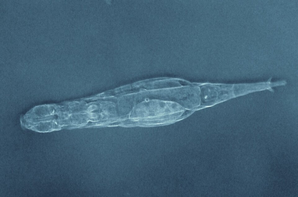 Rotifer