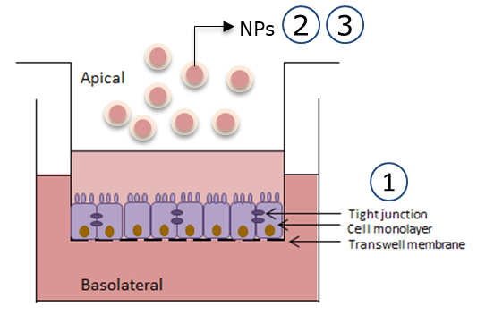 Schematic illustration of a Transwell® system with nanoparticles (NPs)