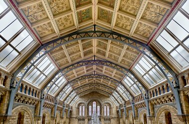 Natural History Museum Director 