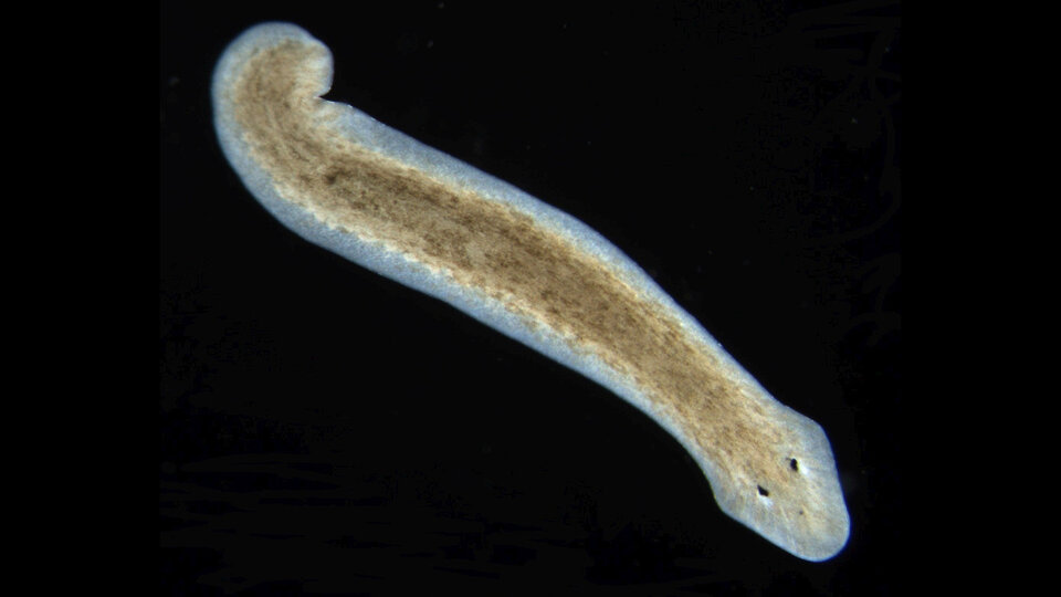 An example of a planarian