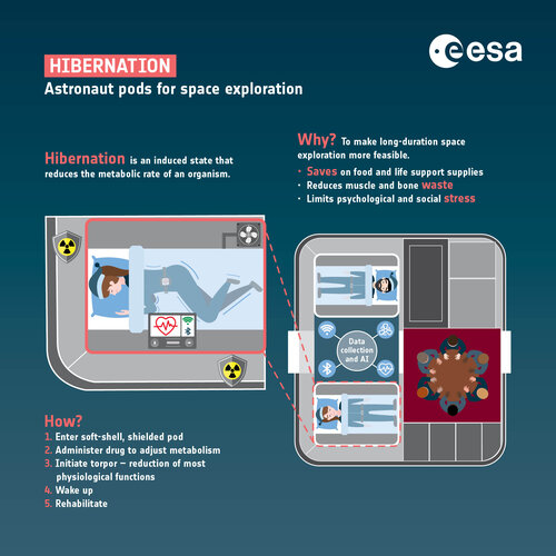 Hibernation infographics