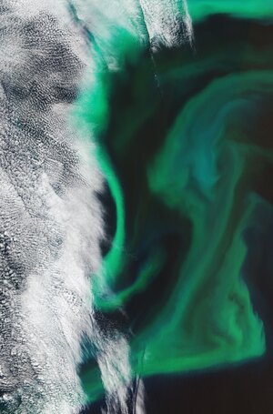 The Copernicus Sentinel-2 mission takes us over the algal blooms swirling around the Pacific Ocean, just off the coast of Japan.