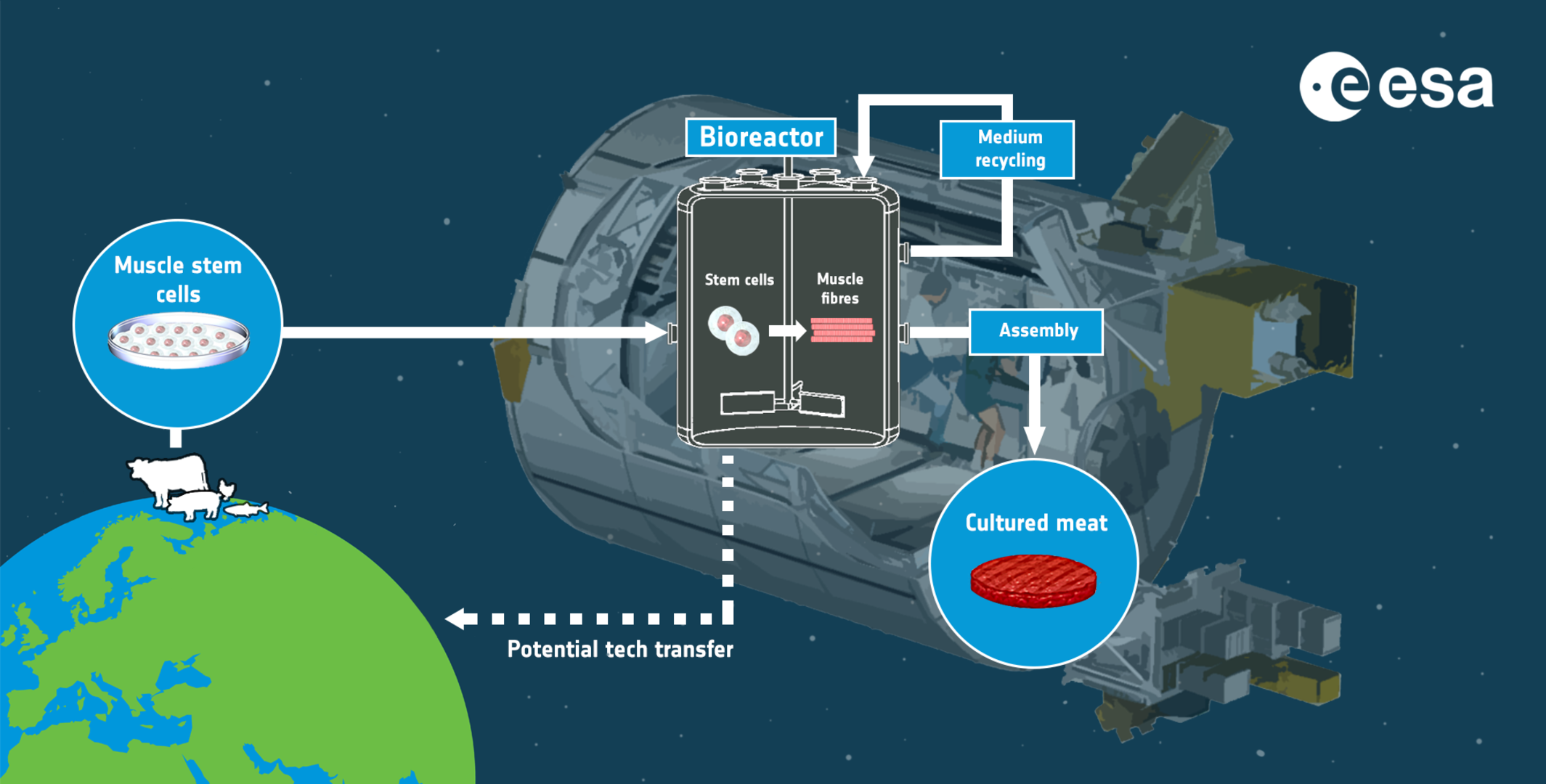 Cultured meat for long-term space missions