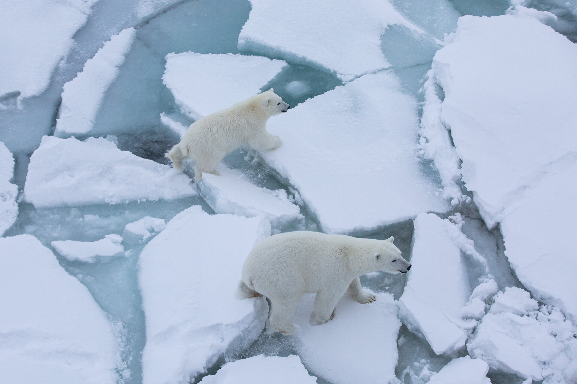 Victims of diminishing Arctic sea ice 