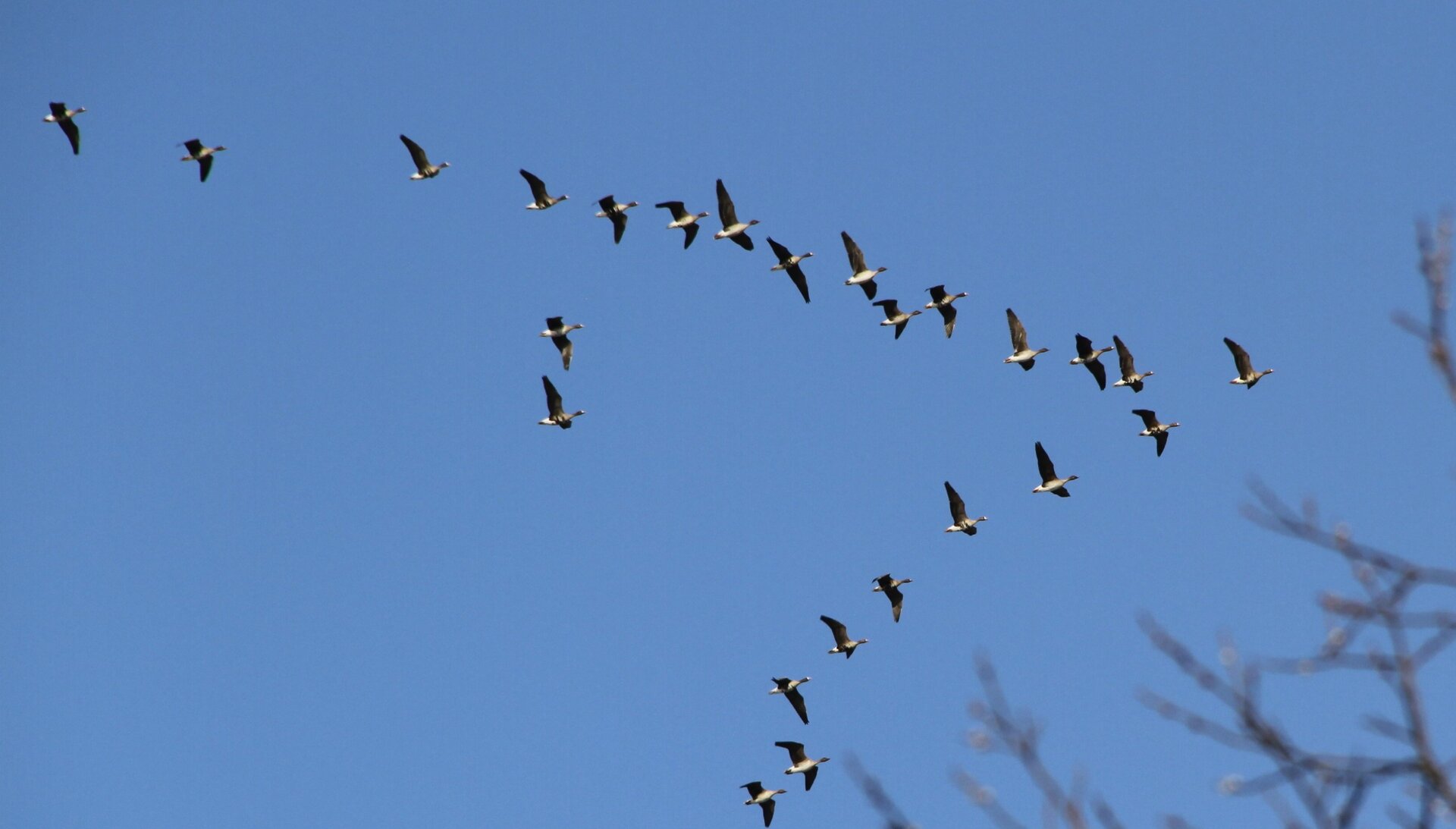 ESA - Swarm yields new insight into animal migration