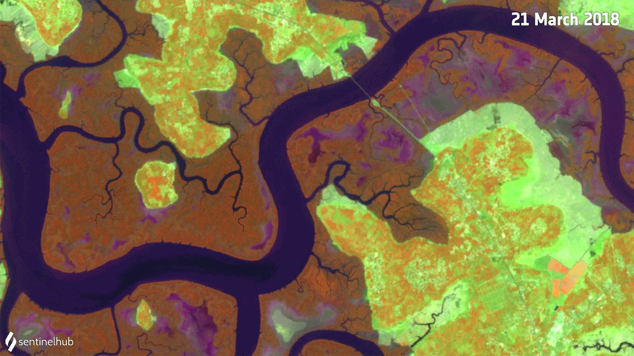Copernicus Sentinel-2 images showing the change in a mangrove in Guinea-Bissau between 21 March 2018 and 2 March 2021. On 21 March 2019, a dam is visible. Healthy mangrove is shown in orange. The mangrove area is getting steadily greener between 2019 and 2021, showing that mangroves are dying off.