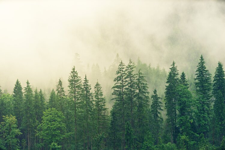 Forest and cloud