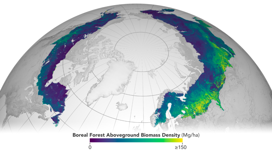 Boreal Forest Above Ground Biomass Density