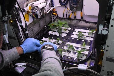 Chile peppers from Hatch, New Mexico growing on the International Space Station