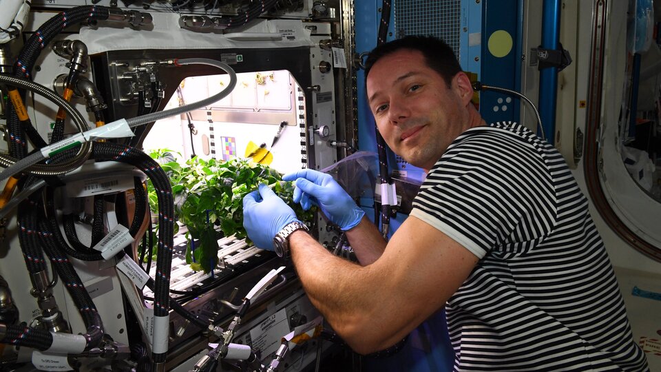 We already grow plants on the ISS – here ESA astronaut Thomas Pesquet cares for chilli peppers