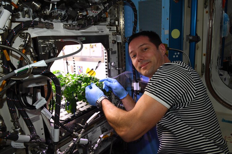 ESA astronaut Thomas Pesquet helping grow chilli peppers on ISS