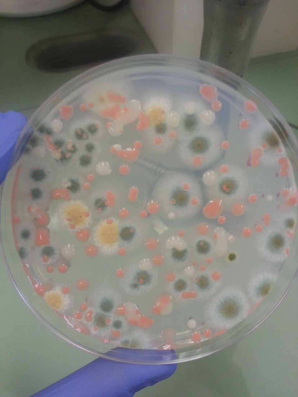 Microbial samples from ISS