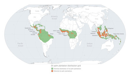 Oil palm plantations distribution