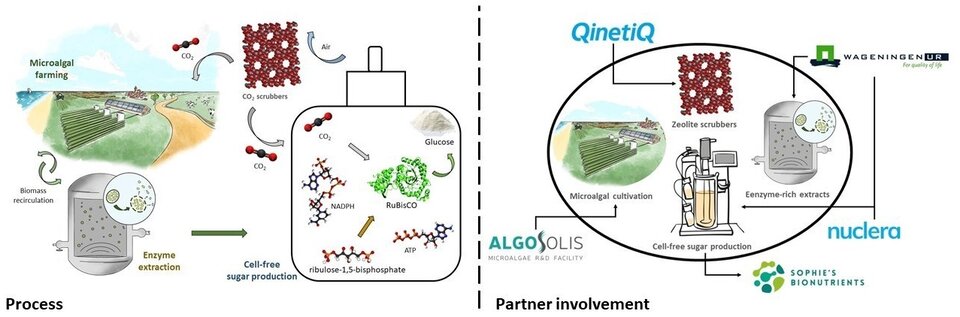 A sweet solution to carbon dioxide