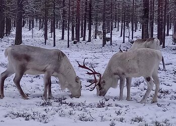 Reindeer taking a break