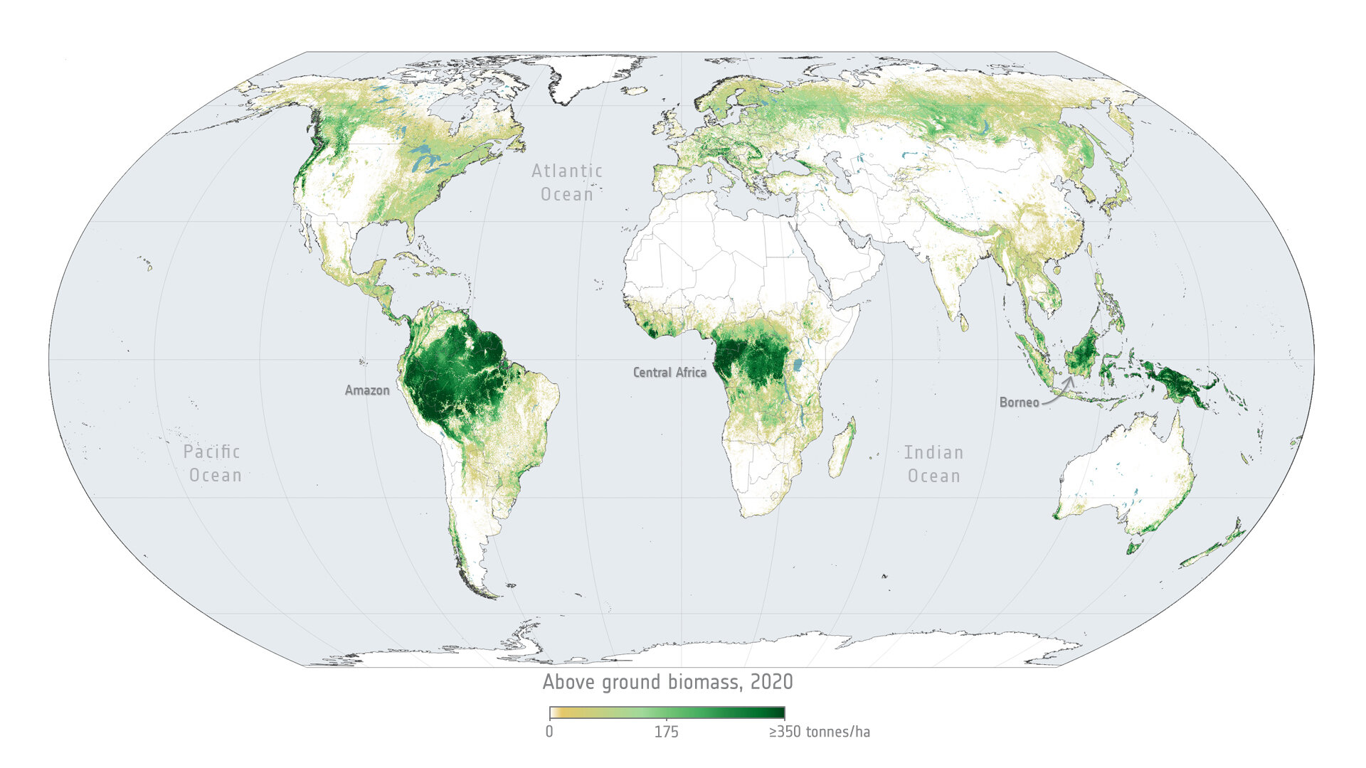 Above ground biomass