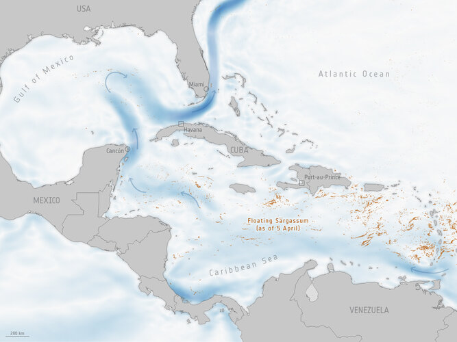Sargassum extent in the Caribbean Sea