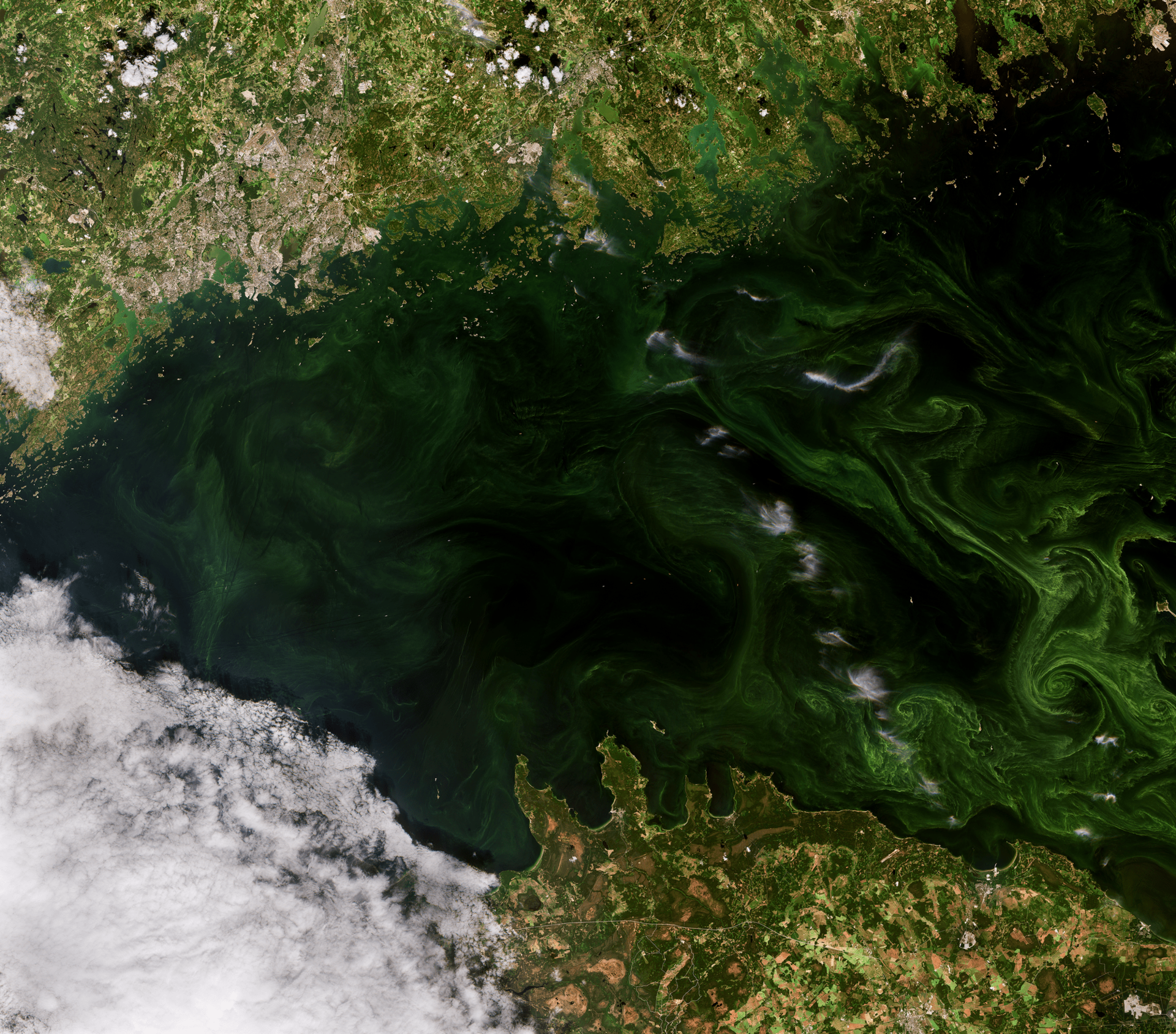 This Copernicus Sentinel-2 image features swirls of vivid, emerald green algal blooms in the Gulf of Finland.